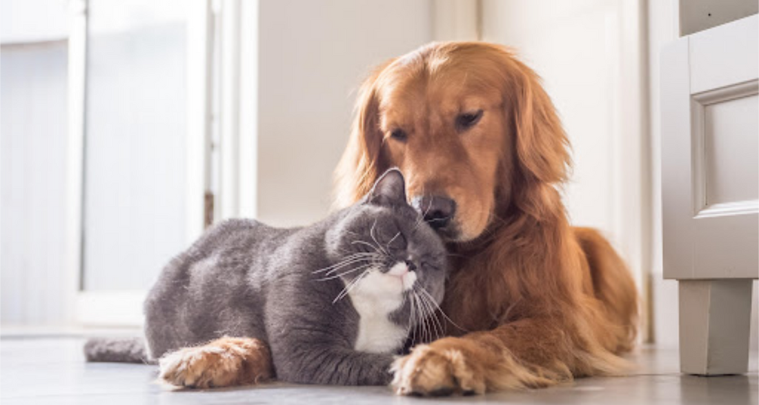 Pet Safe Rodent Repellents Cat Friendly Rodent Repellent Dog Friendly Pest Repeller