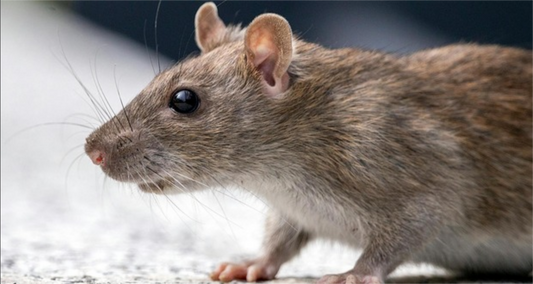 Most Common Rodent Problems in the UK and How to Solve Them Yourself