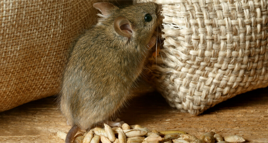 How to Choose the Right Humane Rodent Control Solution for Your Home