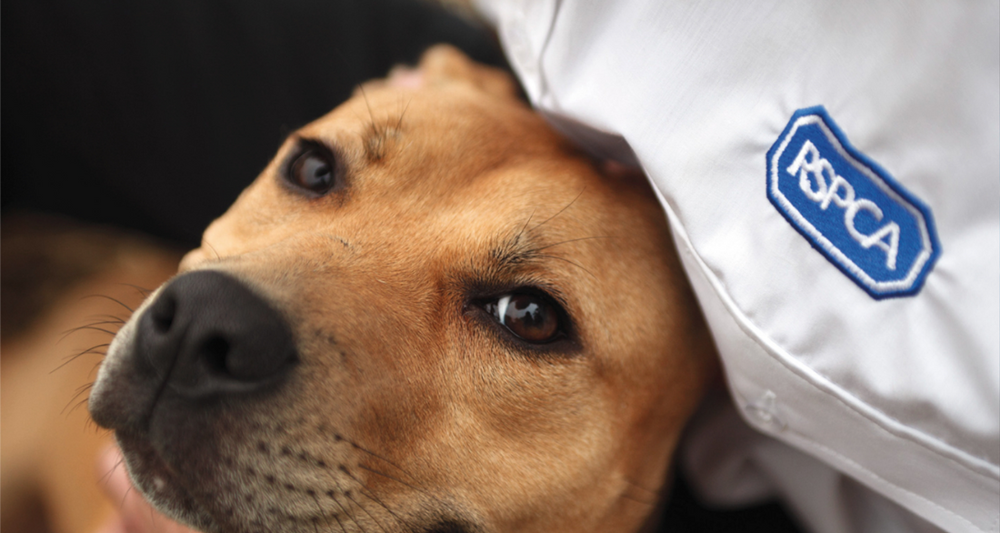 Small Impacts Leads to Big Impact - Our RSPCA Donations and Support