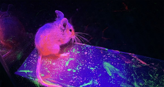 What you need to know about Rodent Tracking?